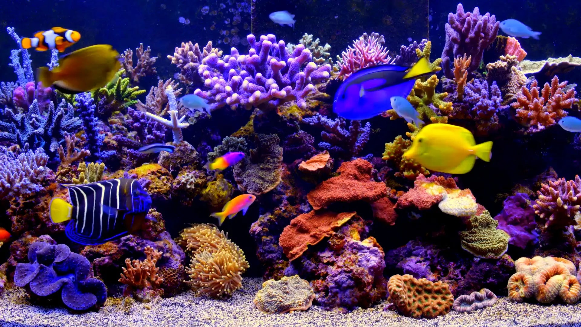 The Living Aquarium: Feature Length 4K Aquarium Video