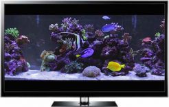 Aquarium Videos, 4K Aquarium TV Screensaver Downloads by Uscenes